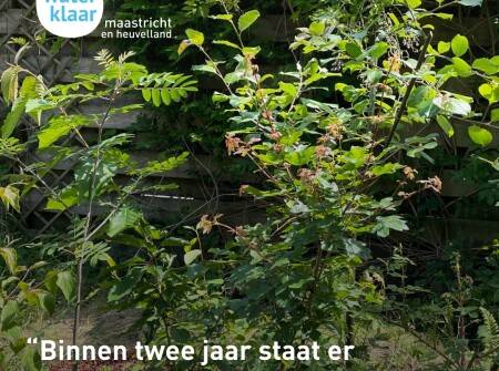 Tuiny Forest aanbieding